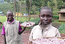 25% des enfants de 5-17 ans sont économiquement actifs en Côte d’Ivoire (BIT)